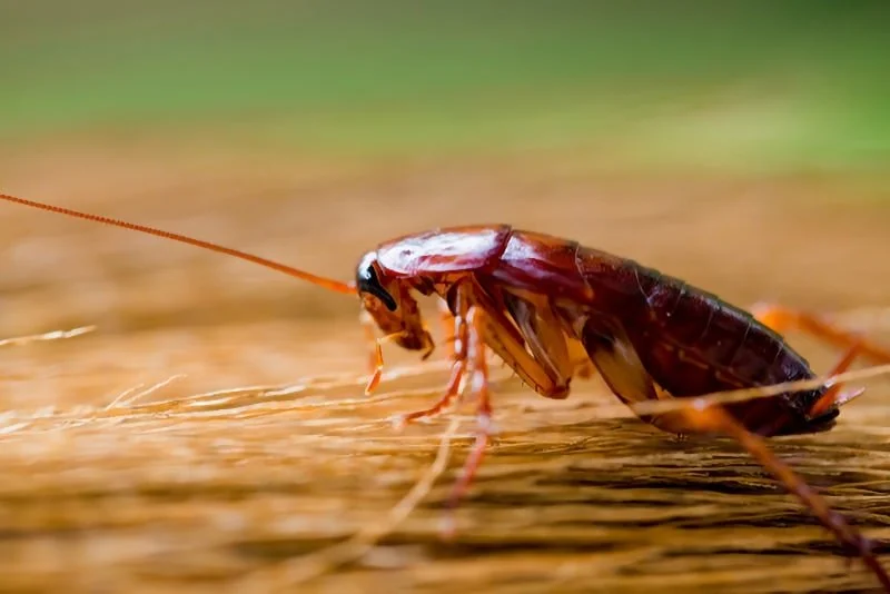 Cockroach Extermination