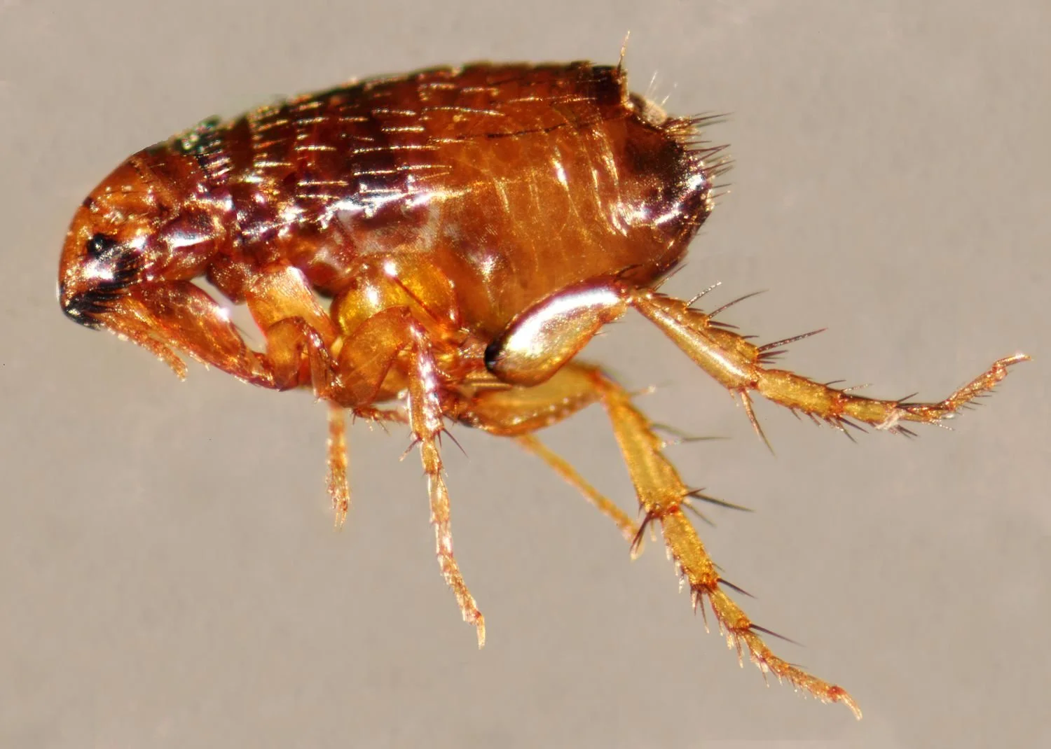 Flea Control
