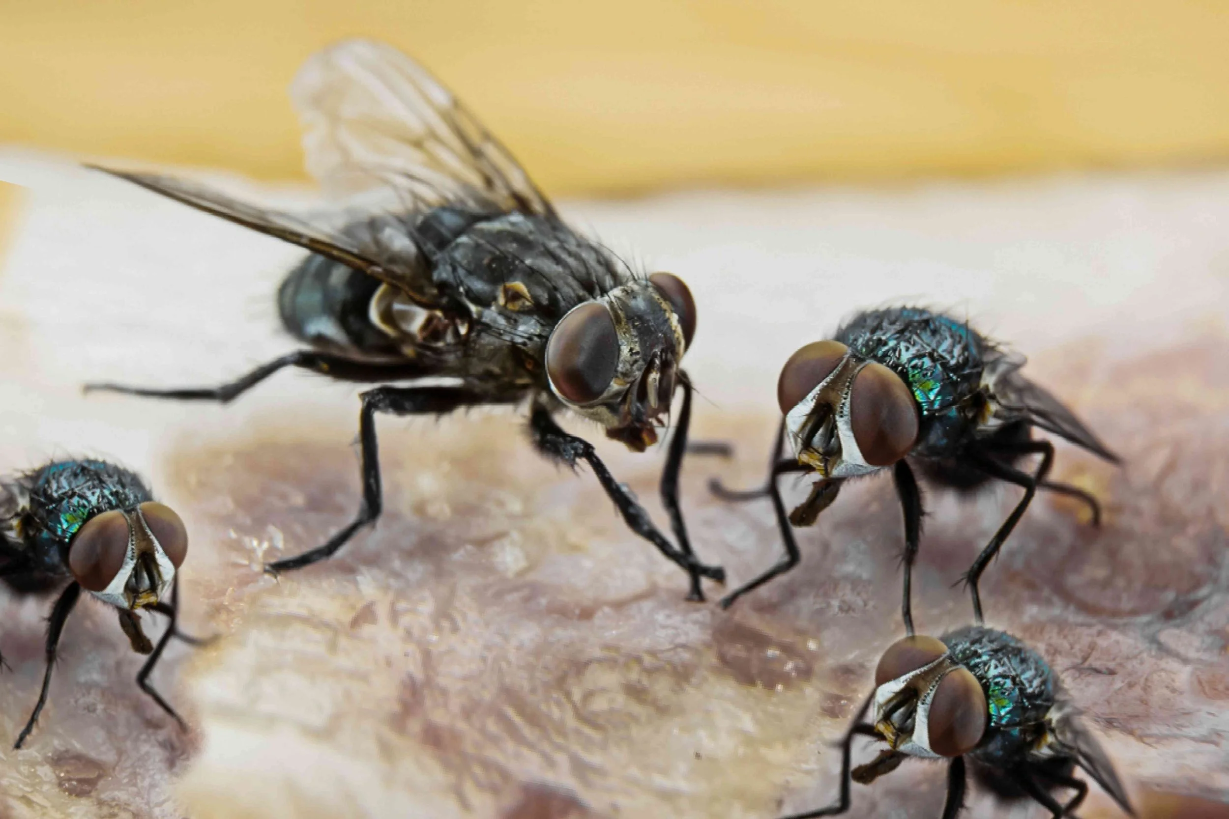 Fly & Fruit Fly Control