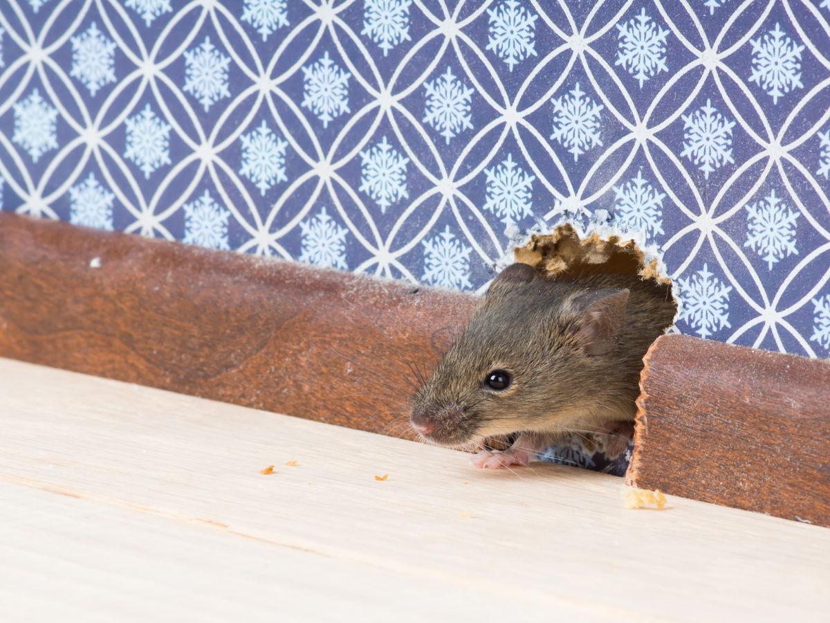 Rodent Proofing