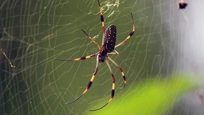 Spider Control