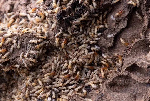 Termite Inspection on Long Island: Protecting Nassau & Suffolk County Homes