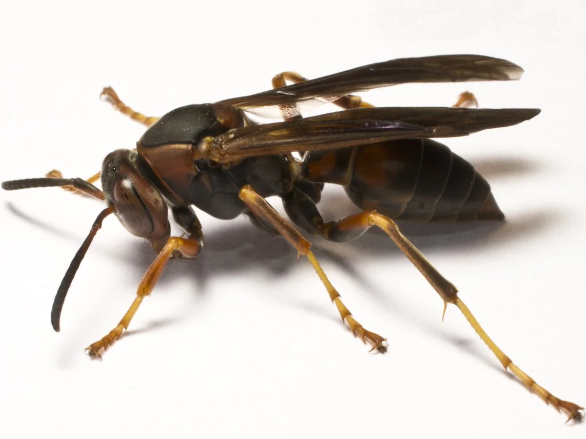 Wasp Removal